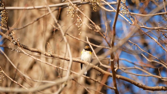 Paruline à croupion jaune - ML645685611