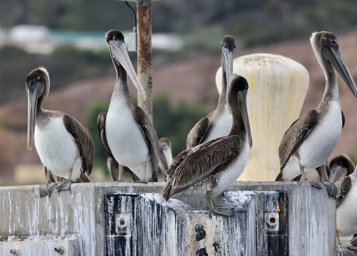 Pélican brun - ML645685614