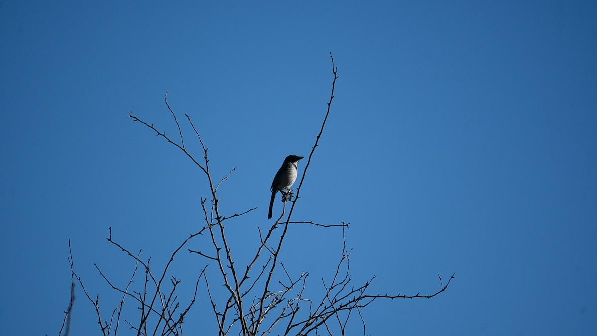 Geai buissonnier - ML645685615