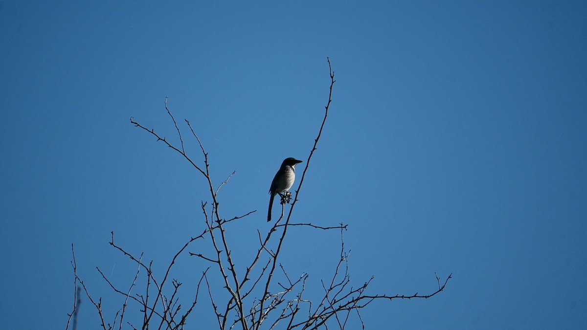 Geai buissonnier - ML645685616