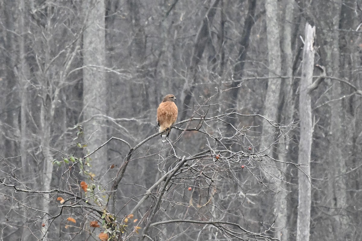 Buse à épaulettes - ML645685619