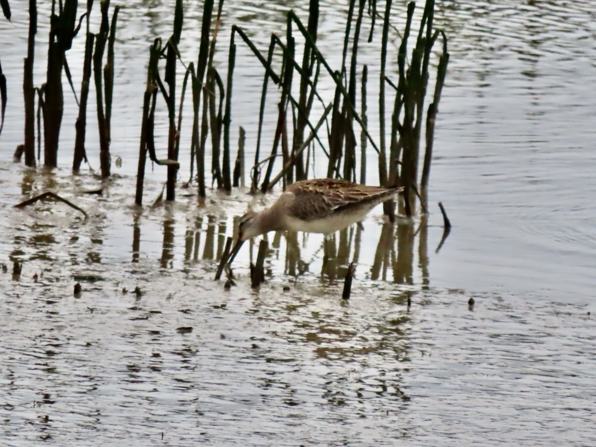 Bécassin à long bec - ML645685621