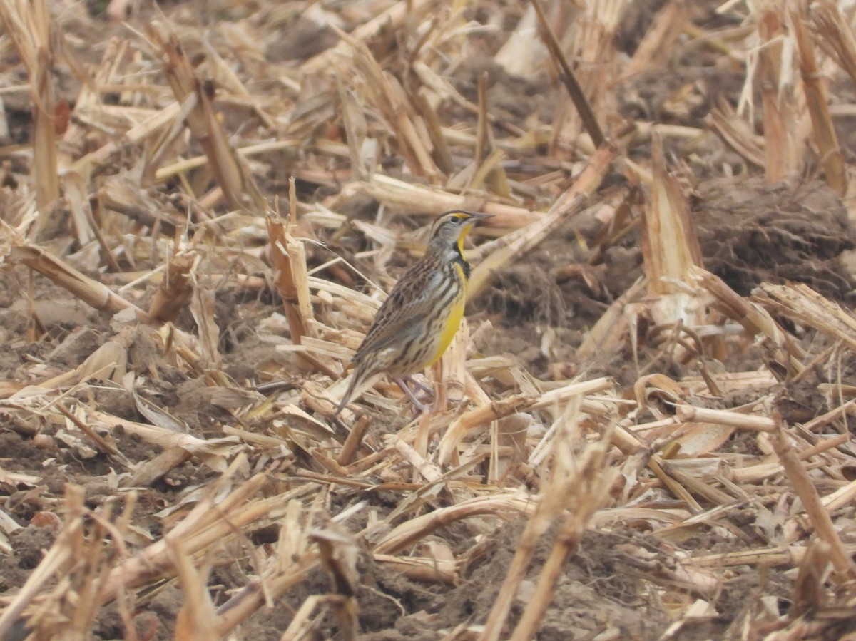 Sturnelle des prés - ML645685622