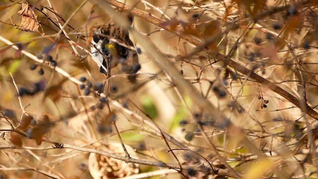 Paruline à croupion jaune - ML645685623
