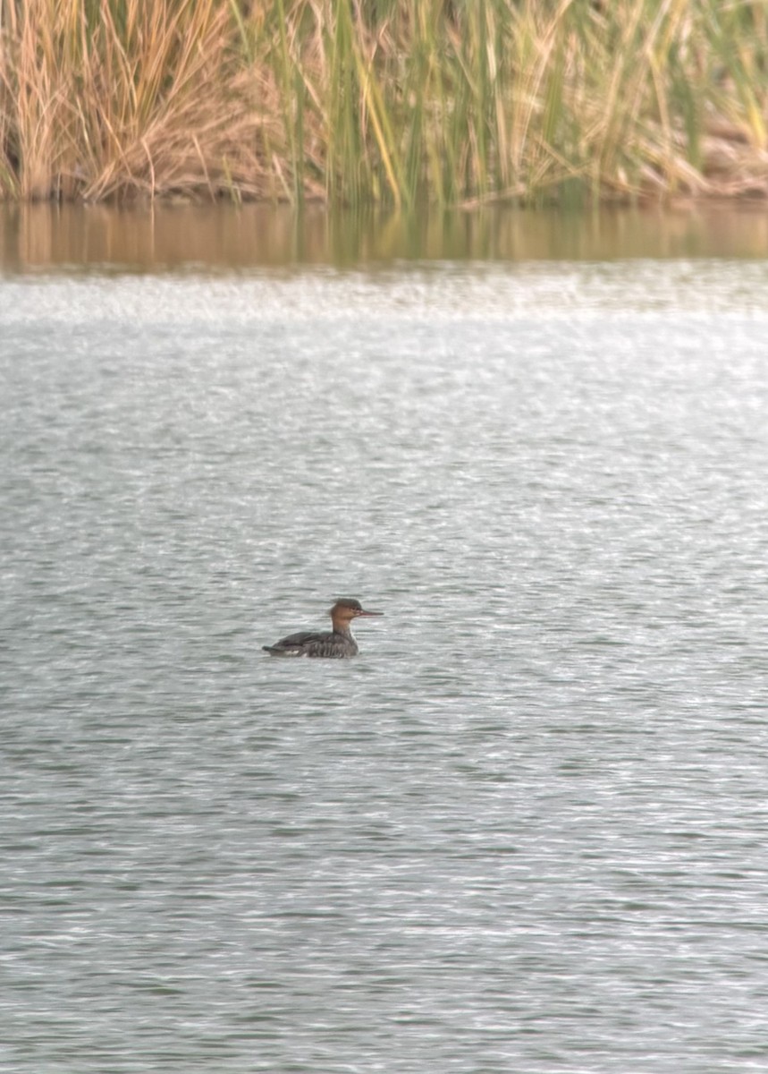 Harle huppé - ML645685624