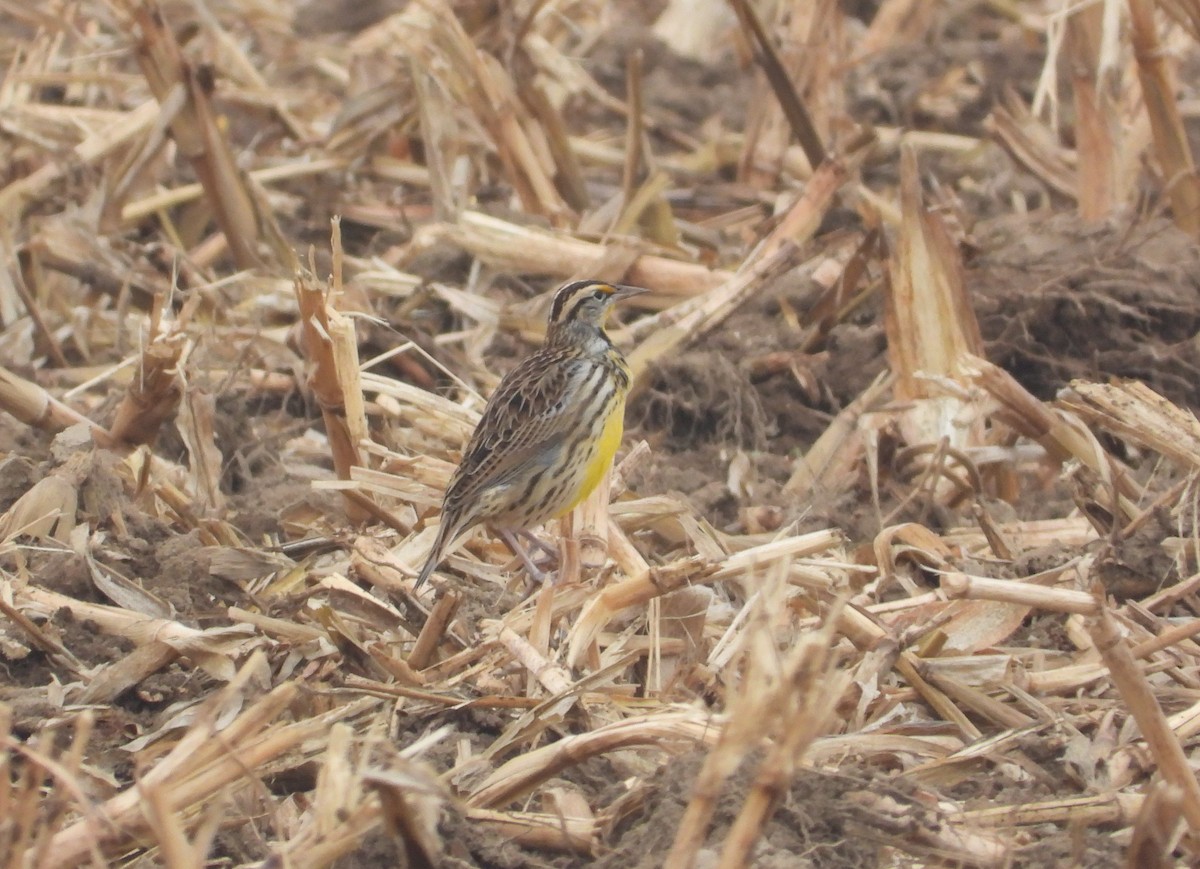 Sturnelle des prés - ML645685626