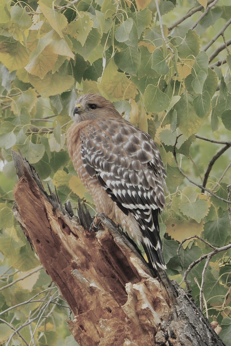 Buse à épaulettes - ML645685628