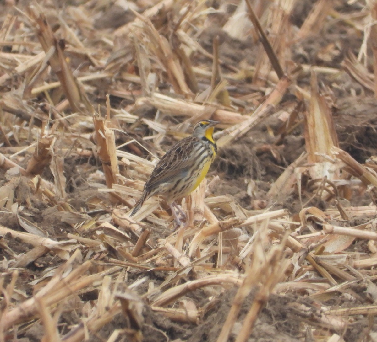 Sturnelle des prés - ML645685629