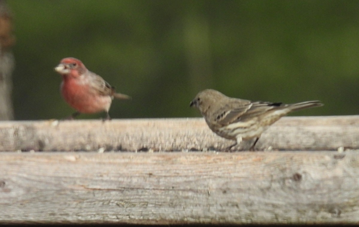 Roselin familier - ML645685630