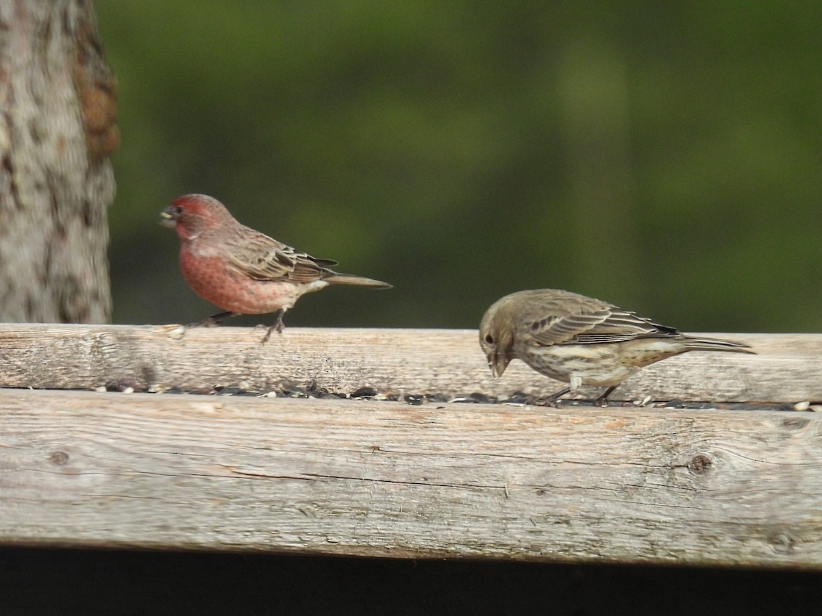 Roselin familier - ML645685631