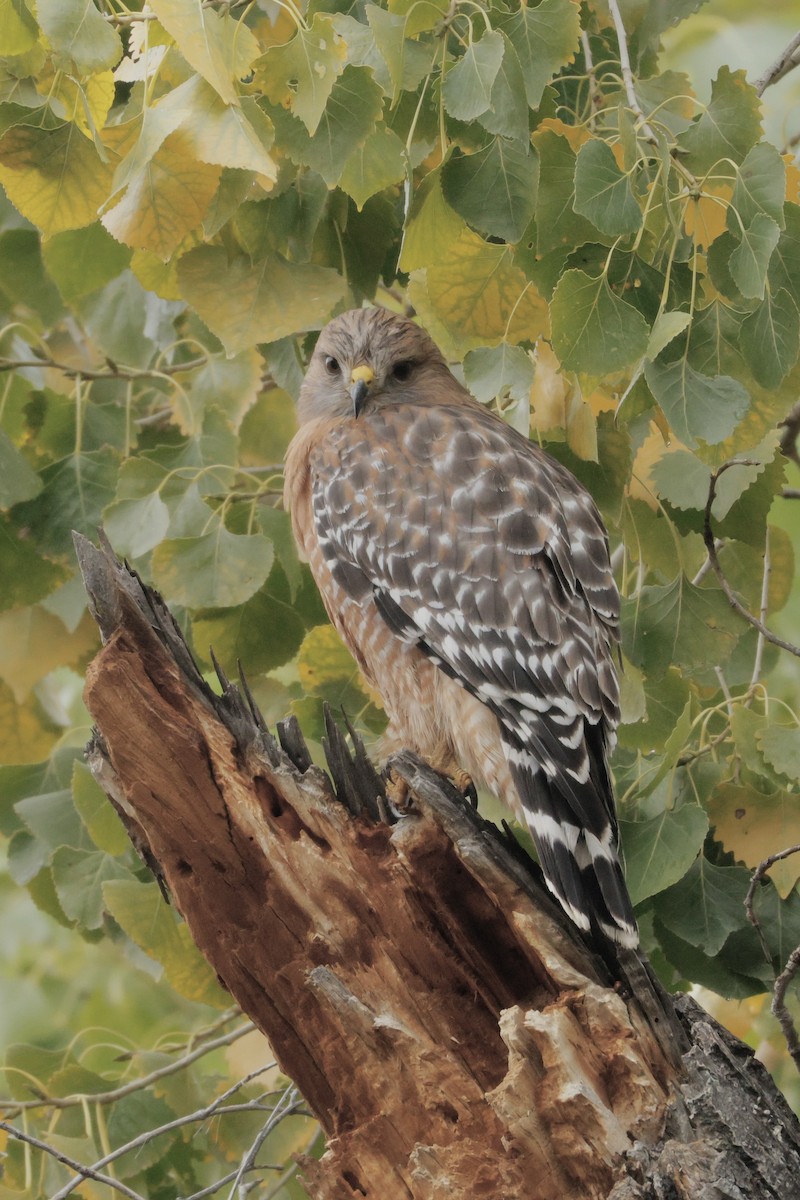 Buse à épaulettes - ML645685632