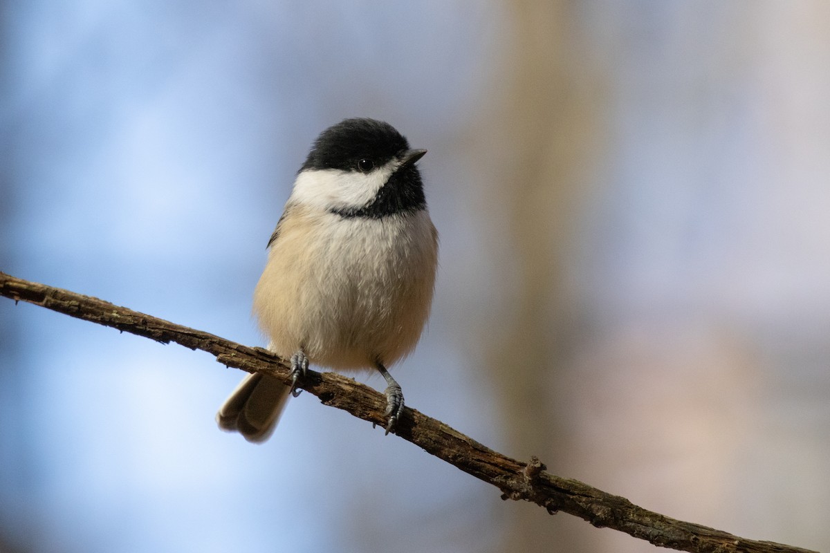 Black-capped Chickadee - ML645685634