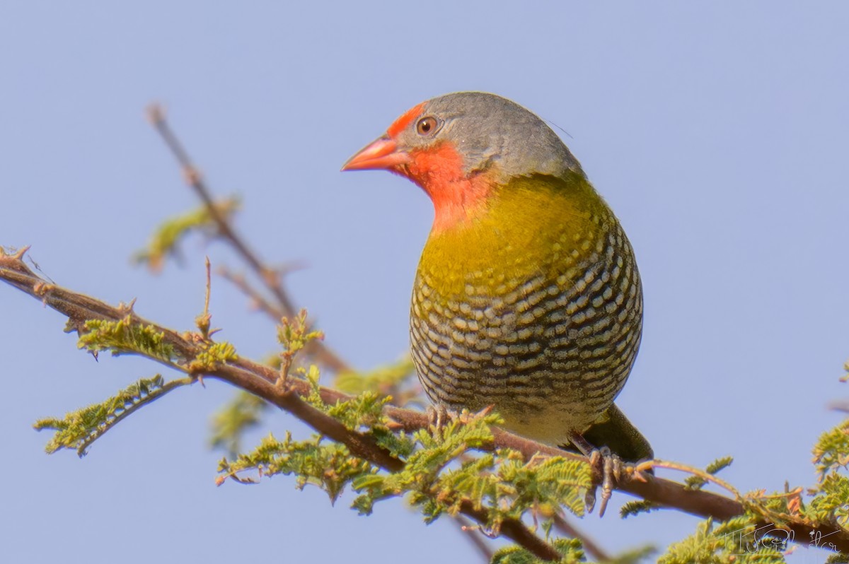 Beaumarquet melba - ML645685635