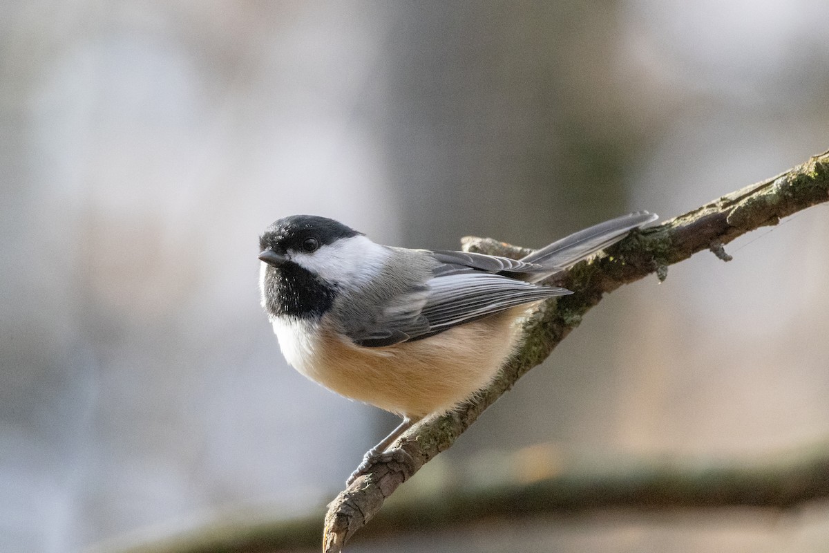 Black-capped Chickadee - ML645685637