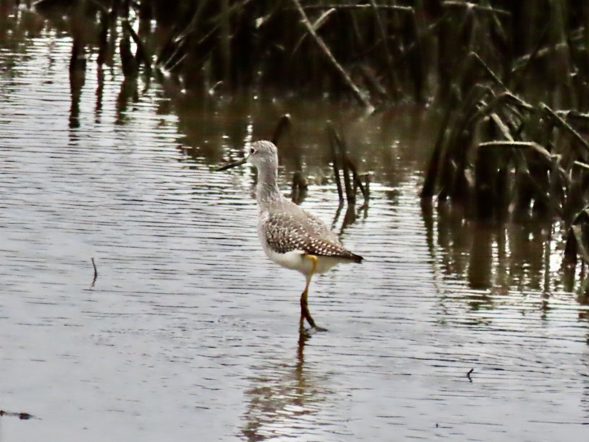 Grand Chevalier - ML645685638