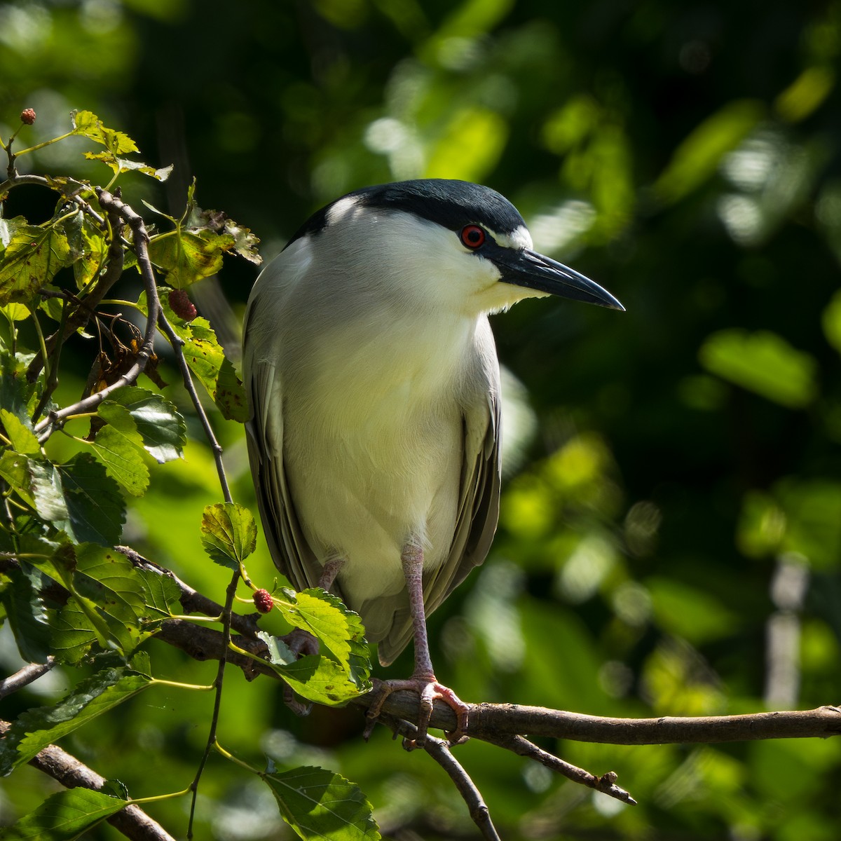 Bihoreau gris - ML645685639
