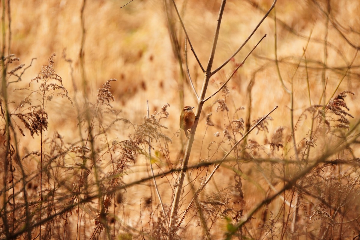 Carolina Wren - ML645685641