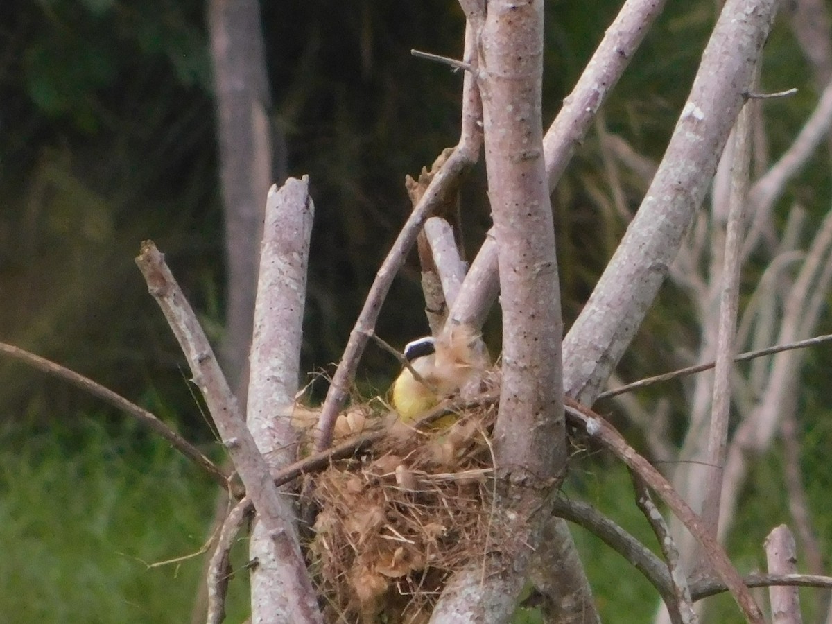 Sosyal Tiran - ML645685648