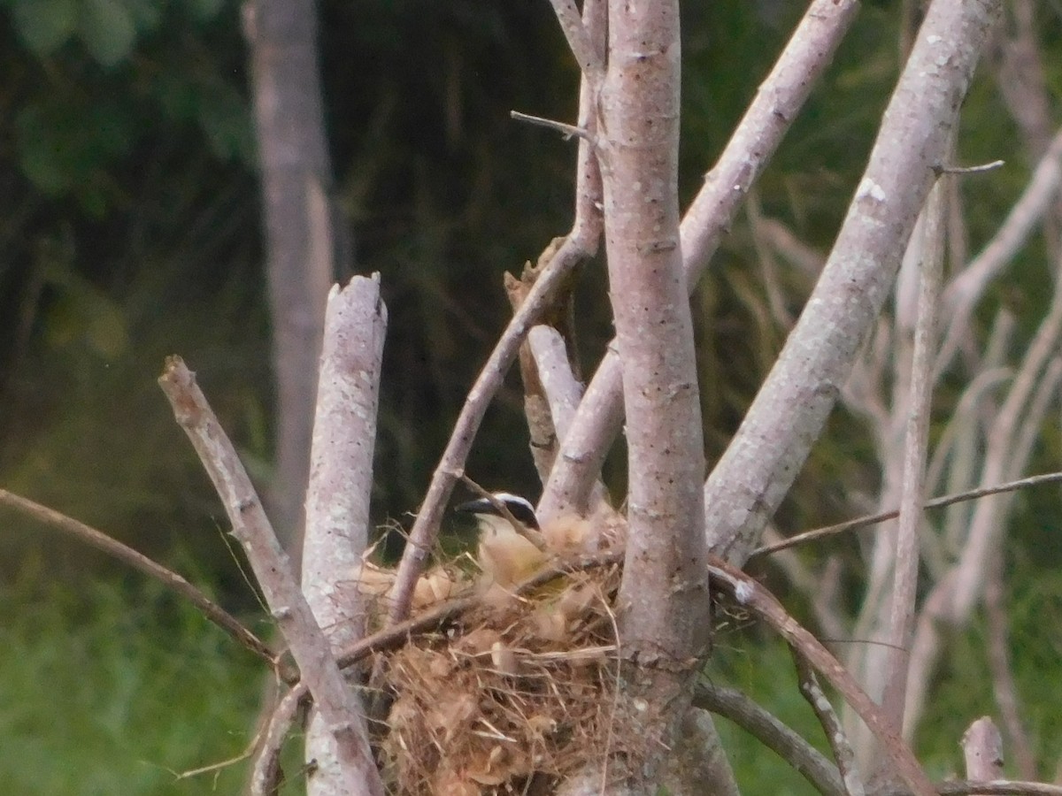 Sosyal Tiran - ML645685652