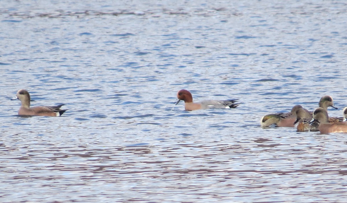 Eurasian Wigeon - ML645685654