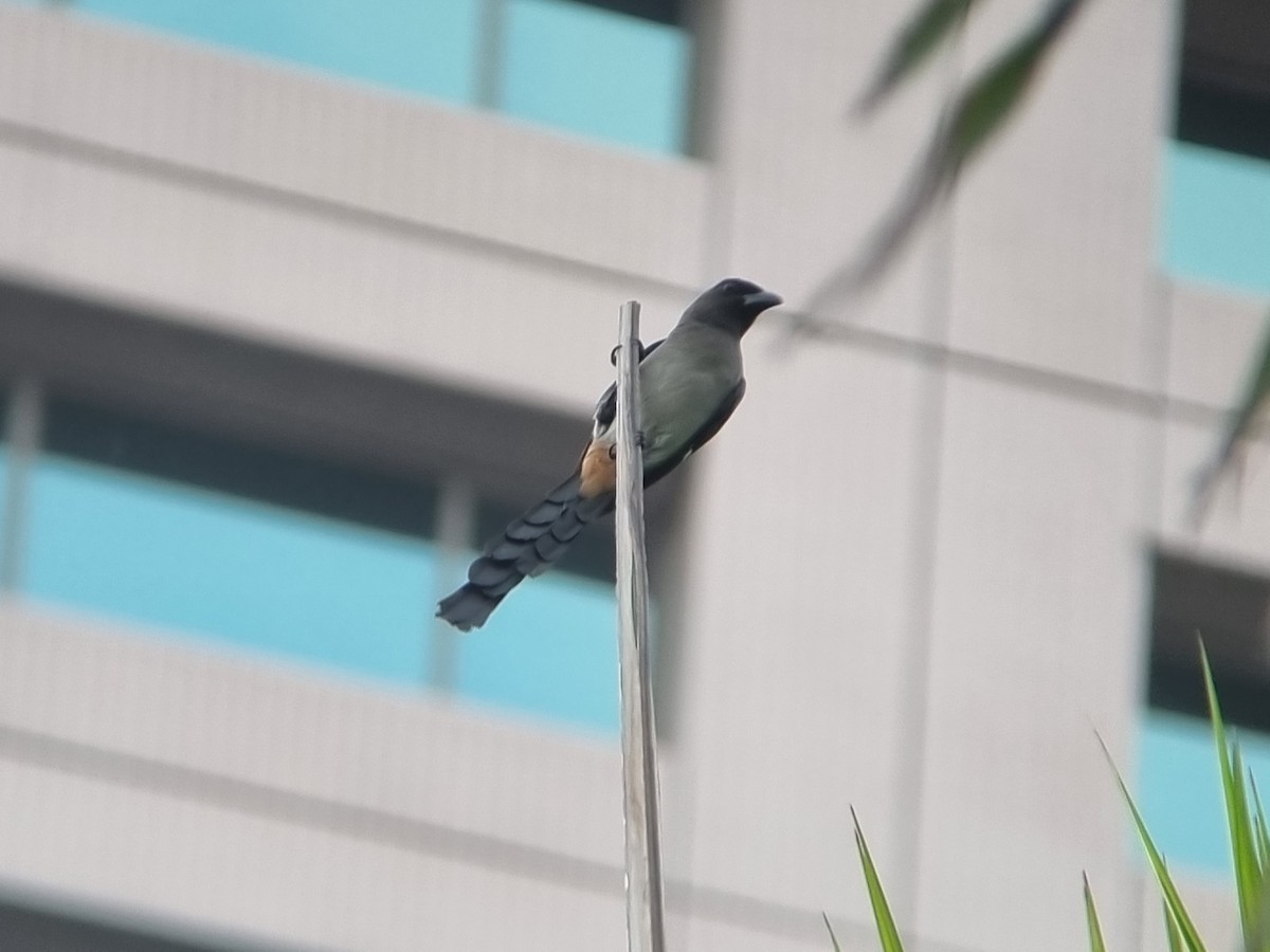 Gray Treepie - ML645685667