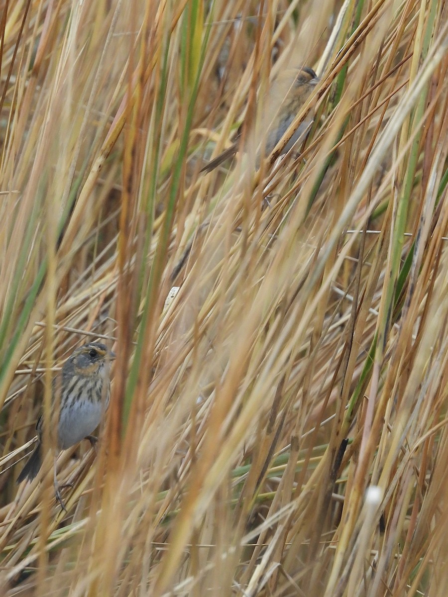 nålstjertspurv - ML645685671