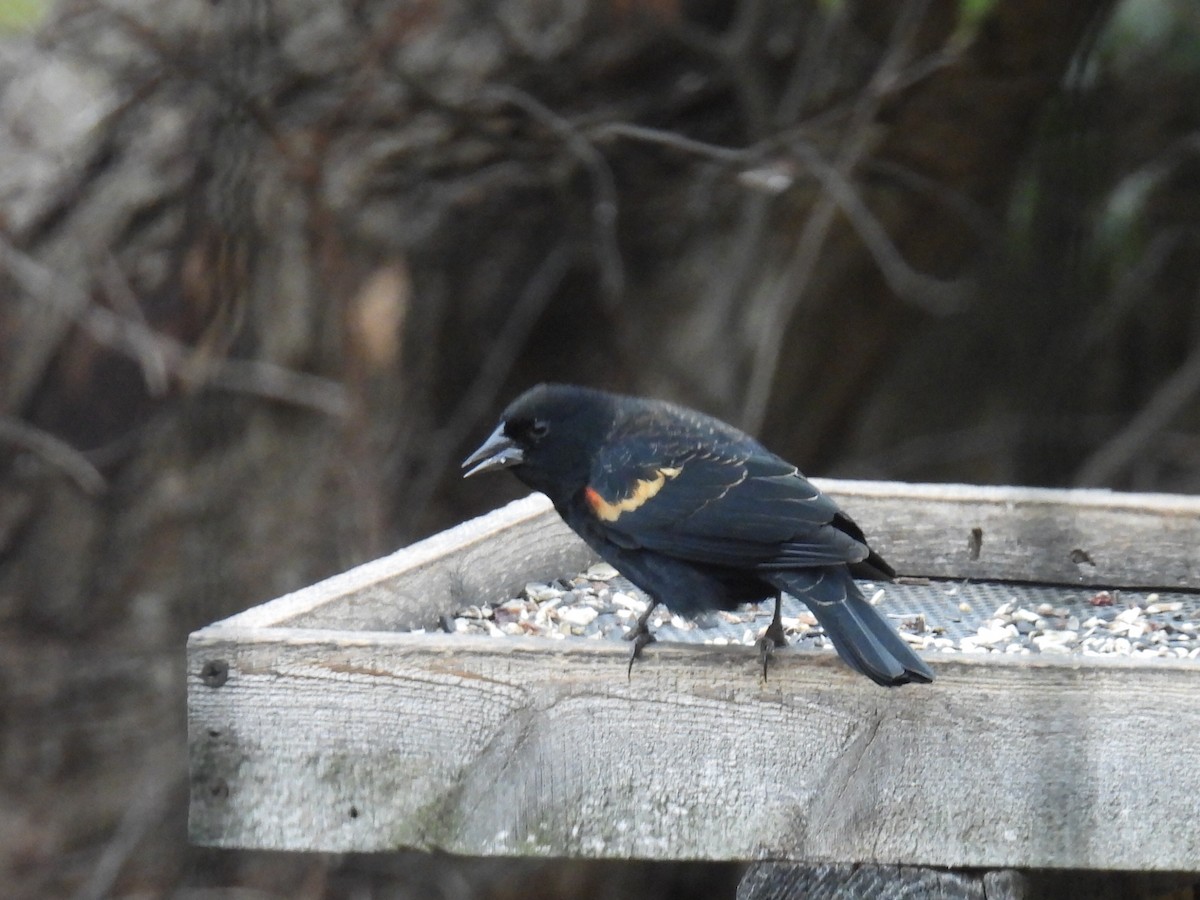 Red-winged Blackbird - ML645685673