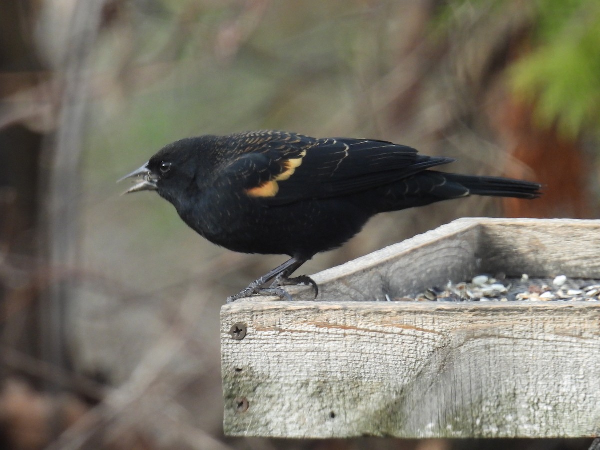 Red-winged Blackbird - ML645685674