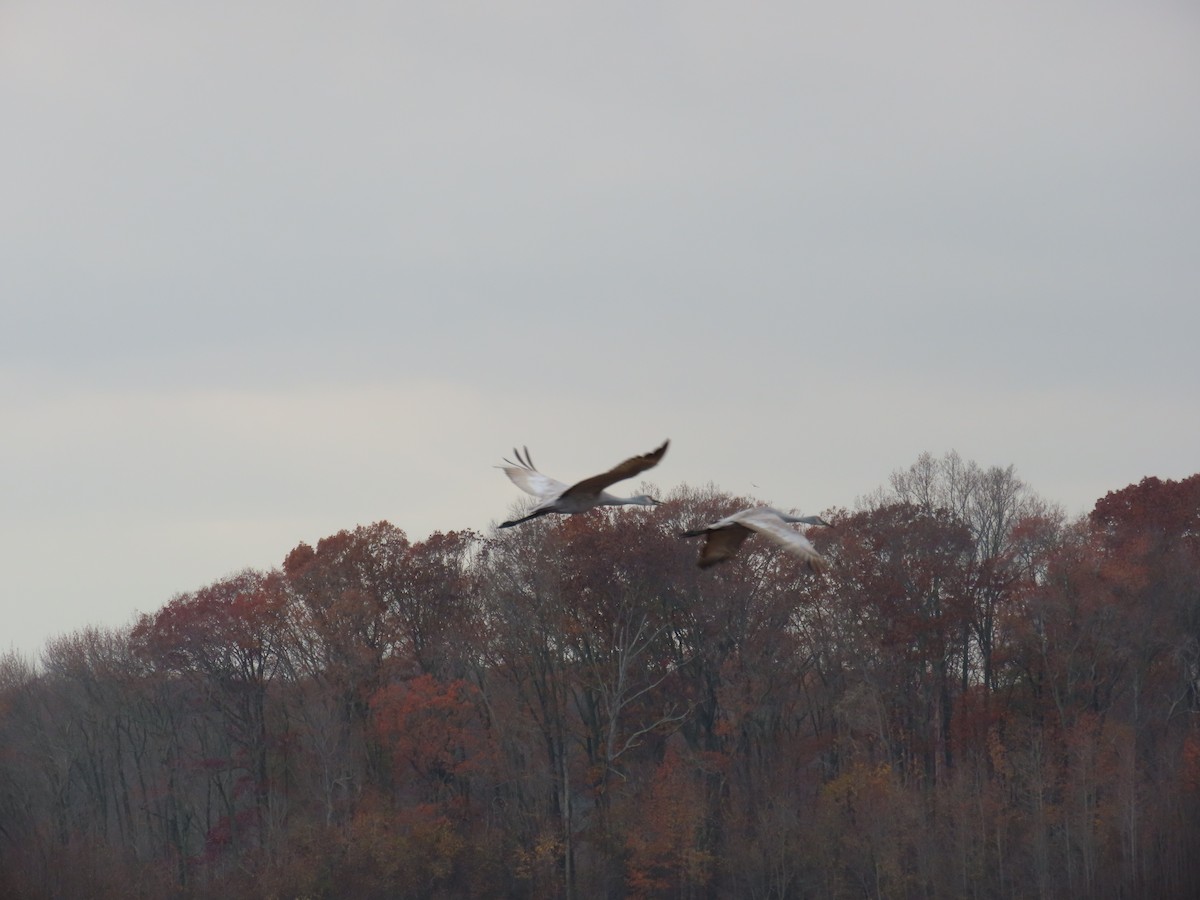 jeřáb kanadský - ML645685676