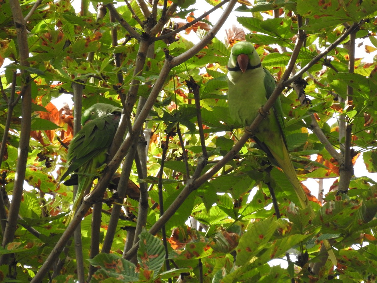 Alexandrine Parakeet - ML645685686