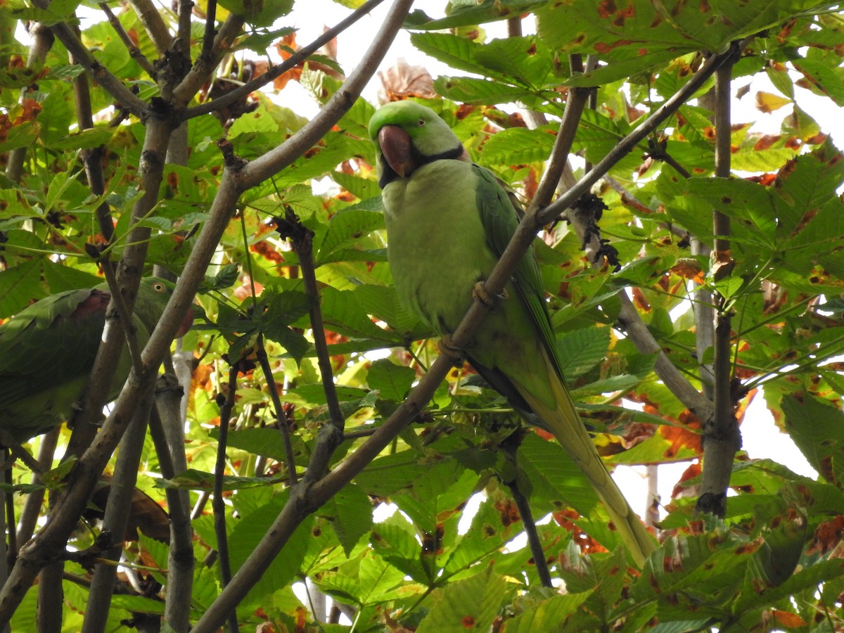 Alexandrine Parakeet - ML645685687