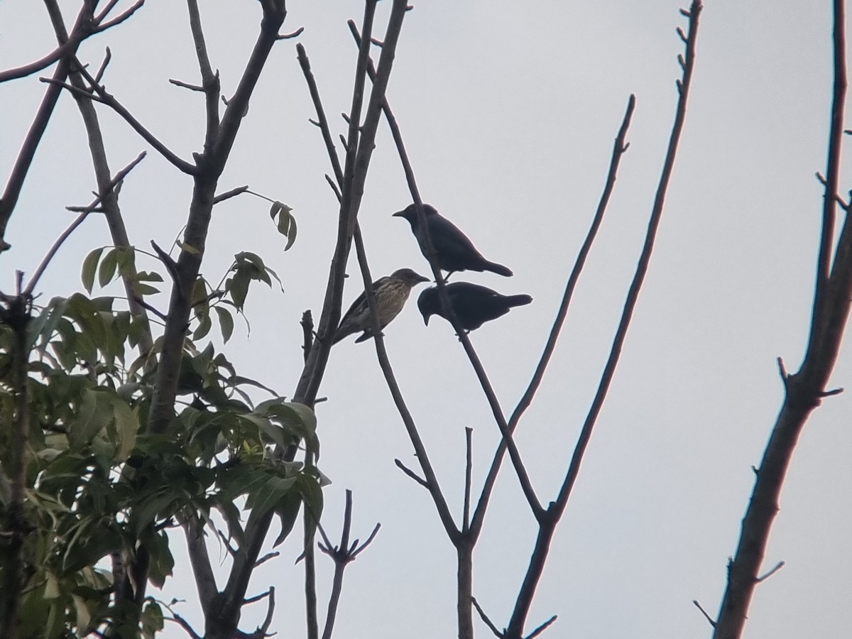 špaček rudooký - ML645685698