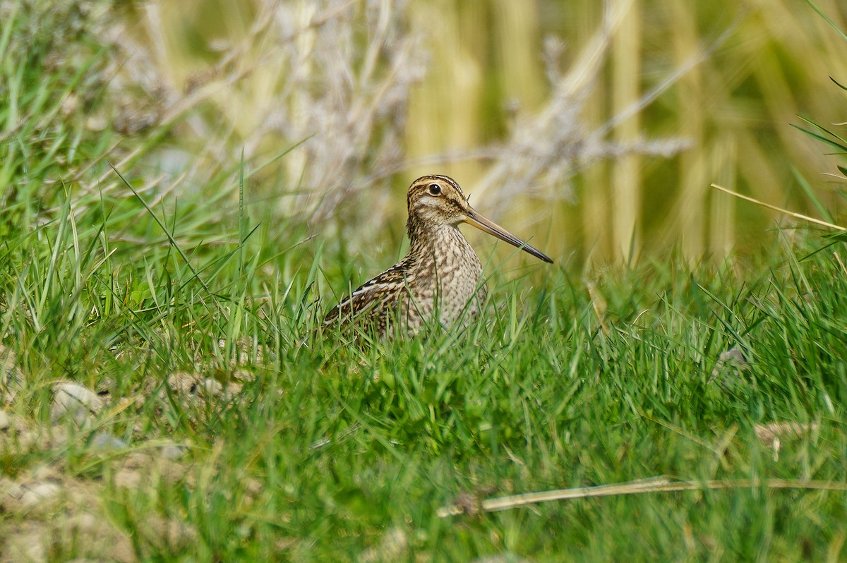 Magellanic Snipe - ML645685699