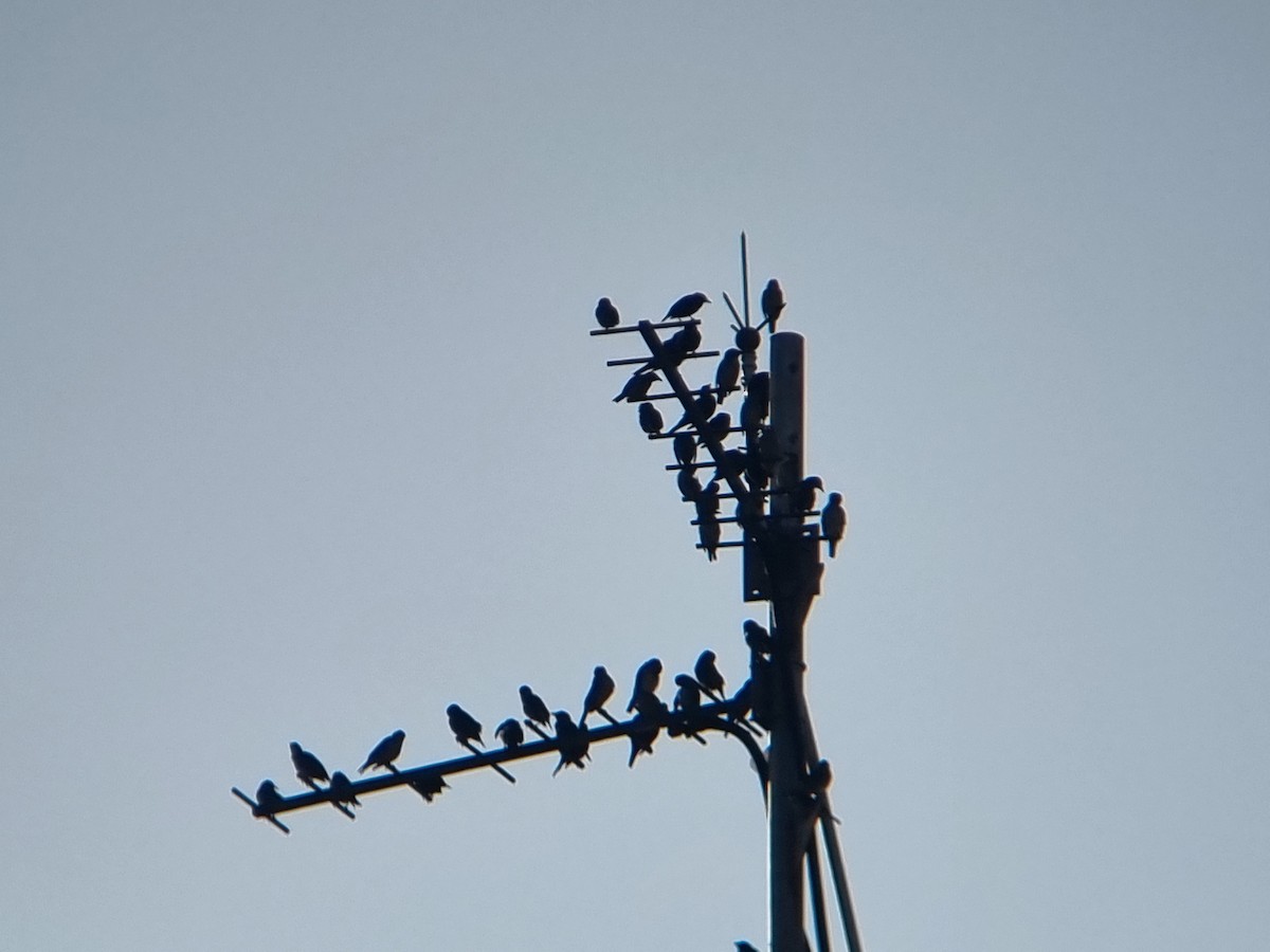 špaček rudooký - ML645685700