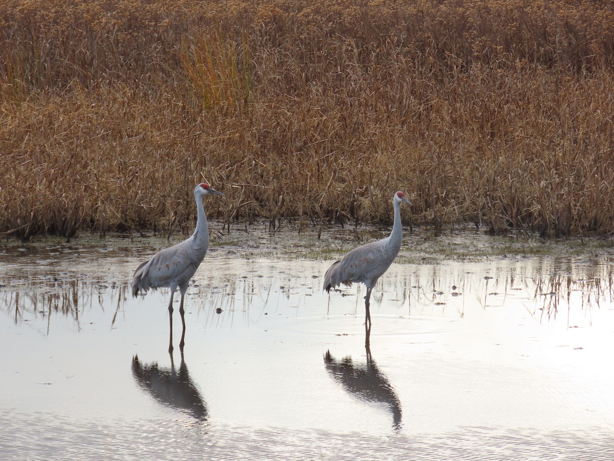 jeřáb kanadský - ML645685701