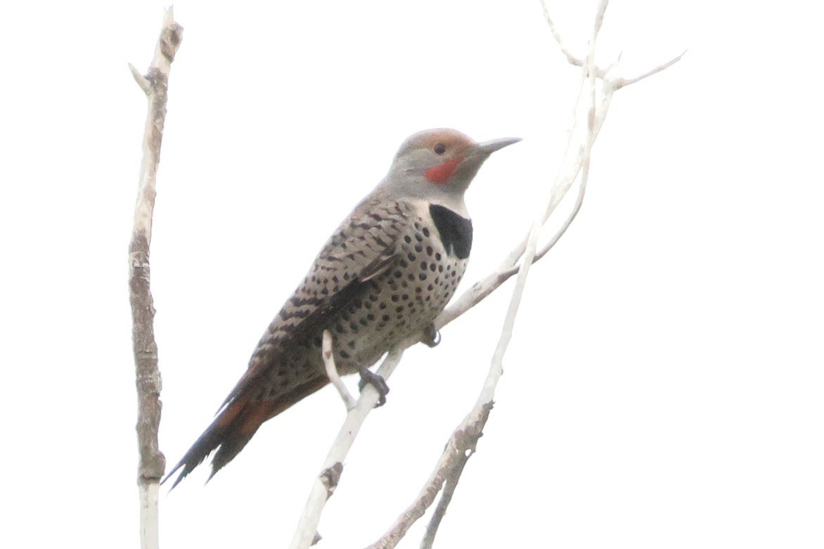 Altın Ağaçkakan - ML645685727