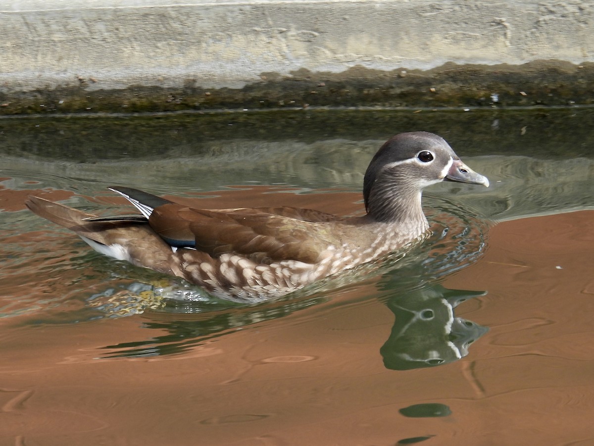 Mandarin Ördeği - ML645685728