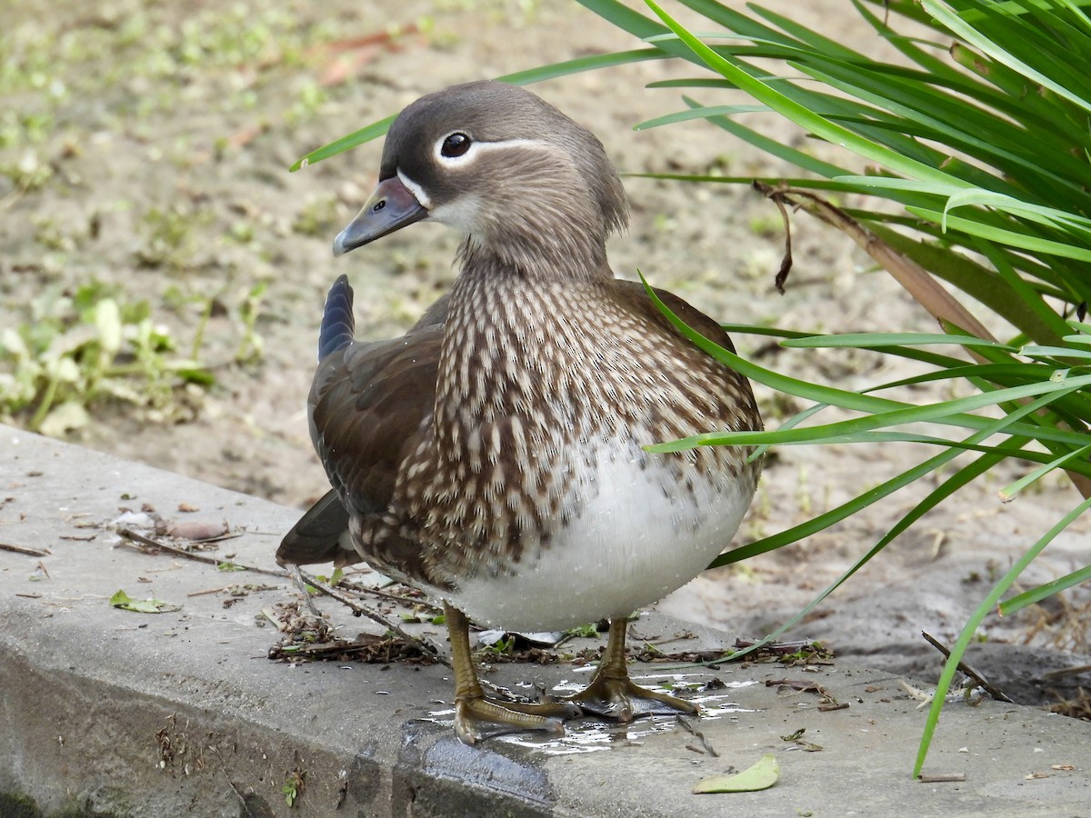 Mandarin Ördeği - ML645685729