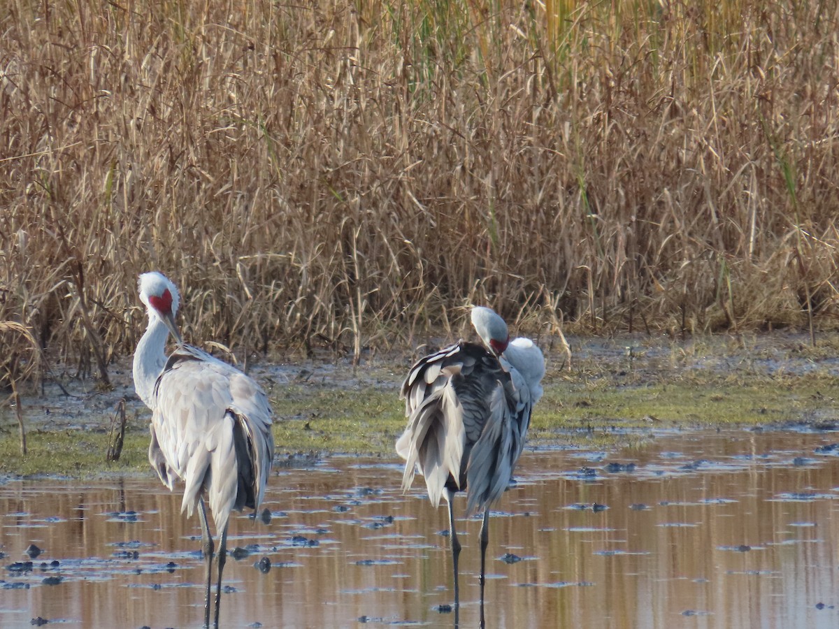 jeřáb kanadský - ML645685734