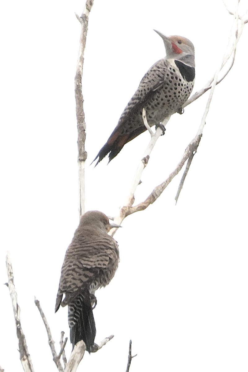 Altın Ağaçkakan - ML645685735