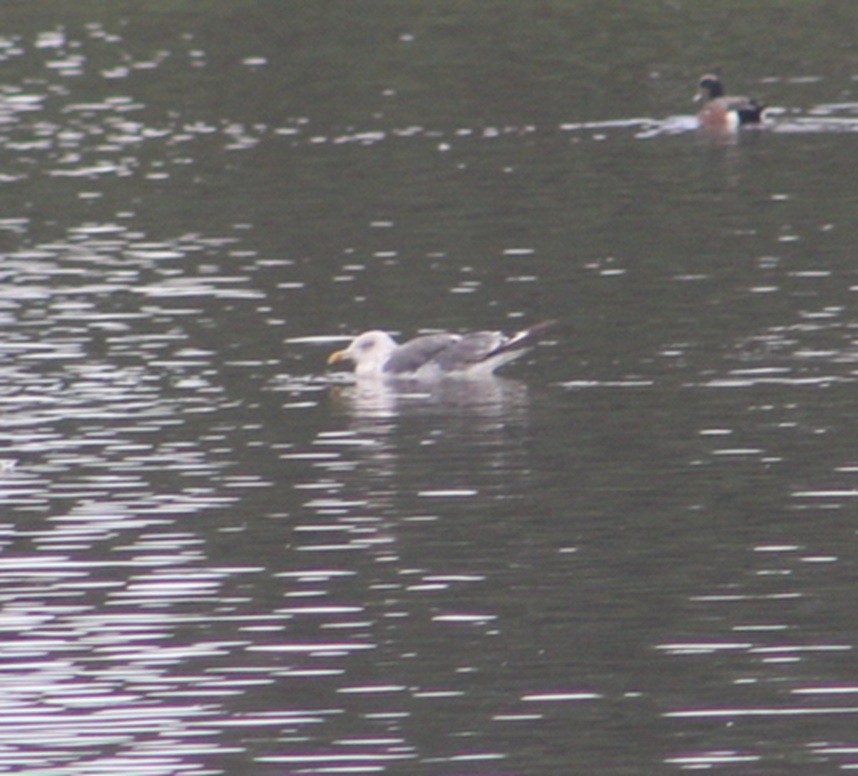 Heringsmöwe - ML645685741