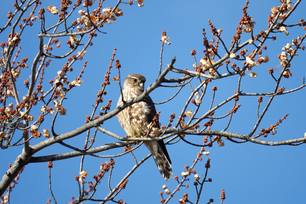 Merlin - ML645685744