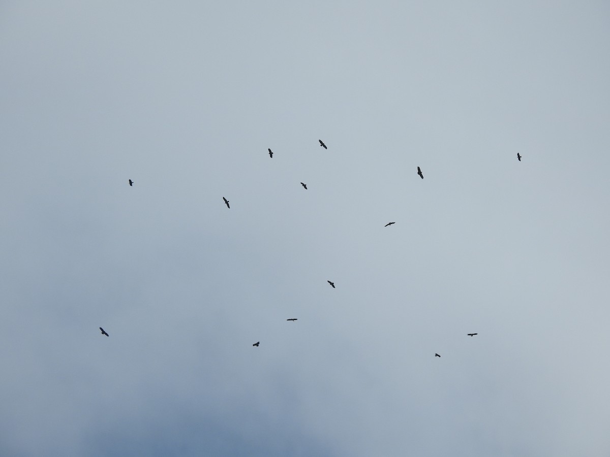 Lesser Spotted Eagle - ML645685750