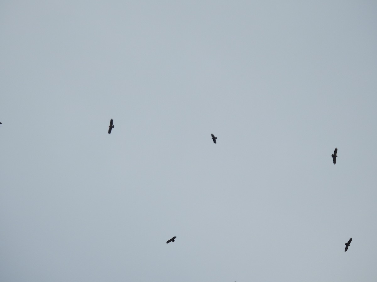 Lesser Spotted Eagle - ML645685751