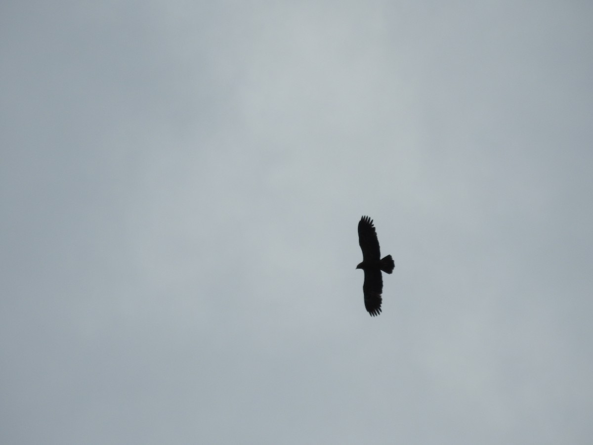 Lesser Spotted Eagle - ML645685752