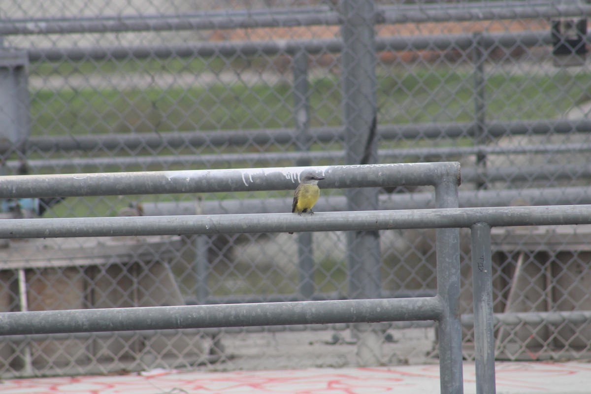 Trauerkönigstyrann - ML645685754