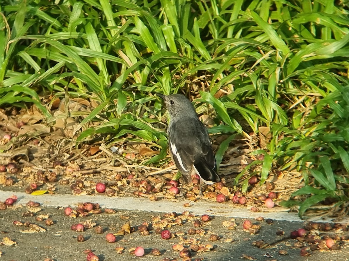 Oriental Magpie-Robin - ML645685759