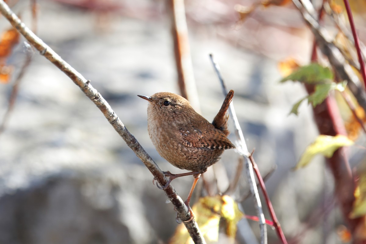 Winter Wren - ML645685765