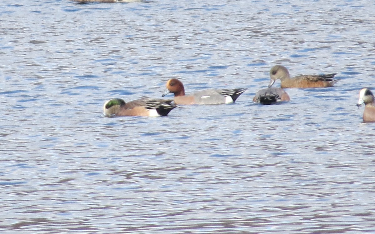 Eurasian Wigeon - ML645685768