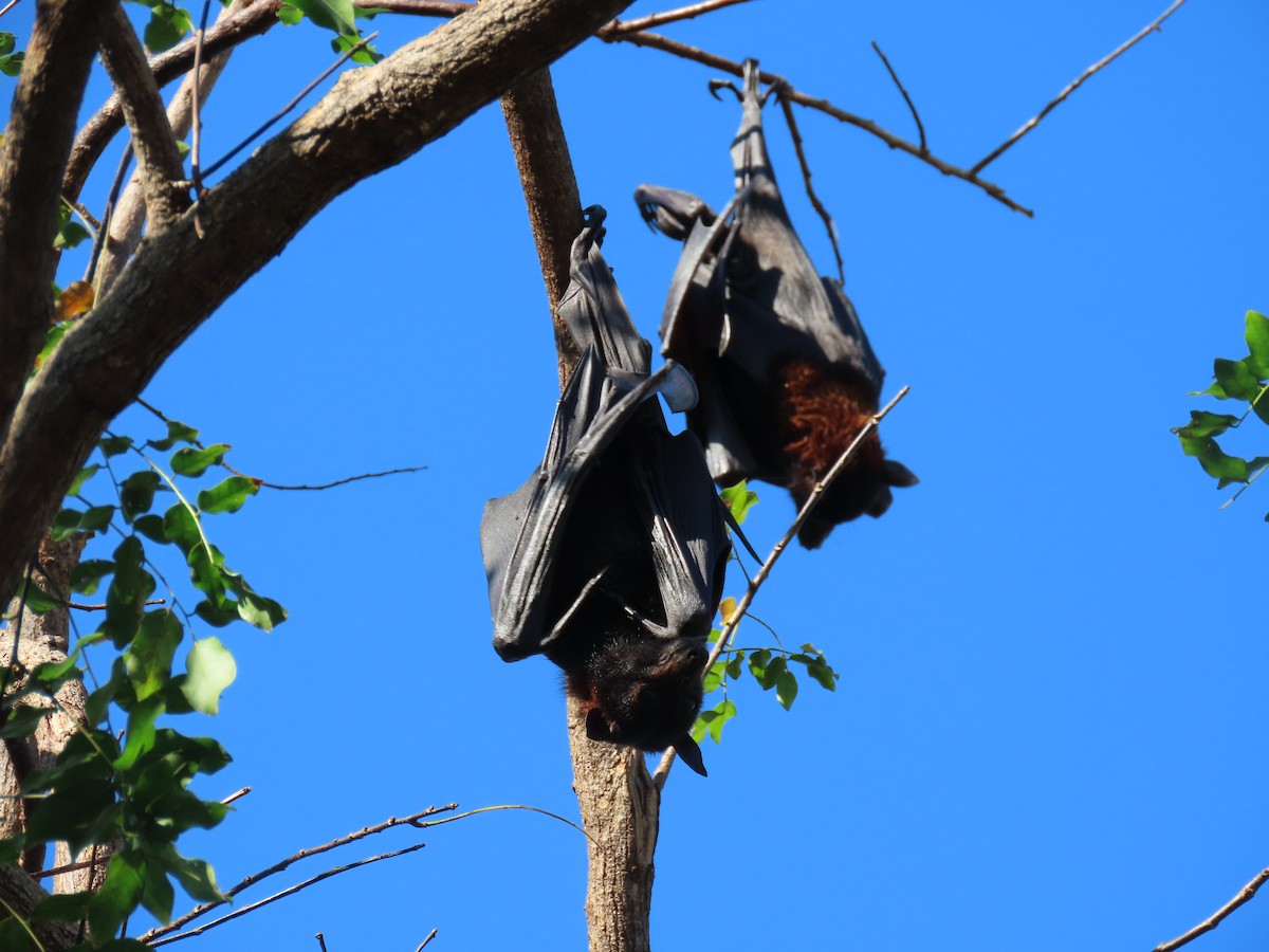 Black Flying-fox - ML645685771